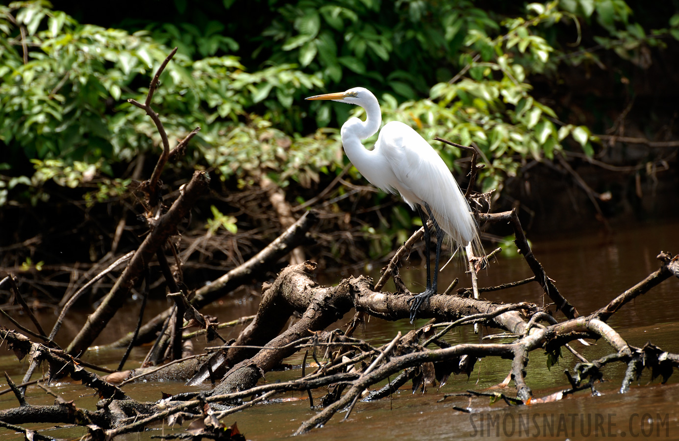 Ardea alba egretta [400 mm, 1/160 sec at f / 6.3, ISO 200]